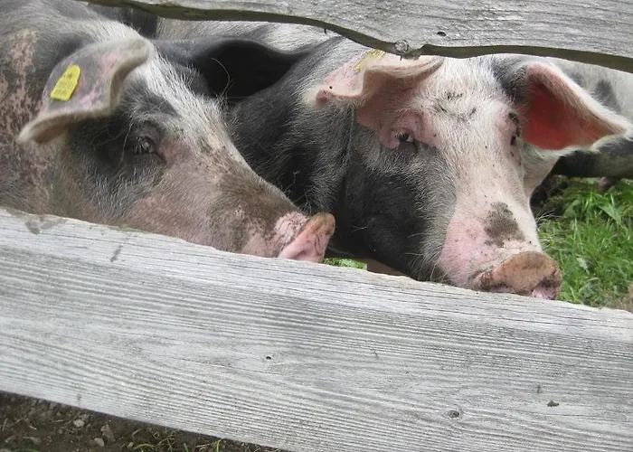 Galtenberg Appartamento