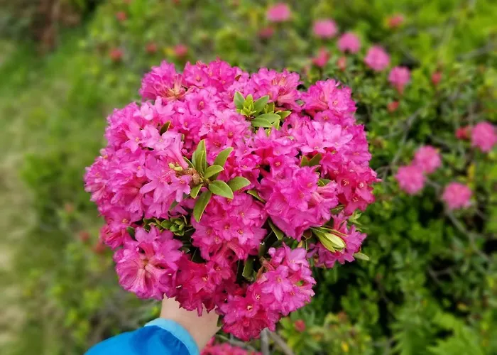 Appartamento Galtenberg *